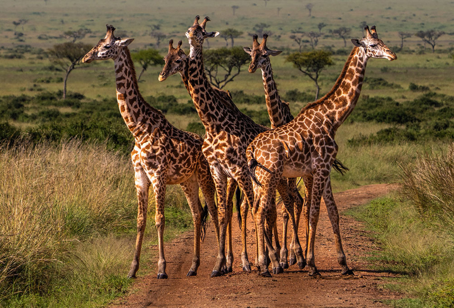 Zürafalar hakkında 10 ilginç bilgi