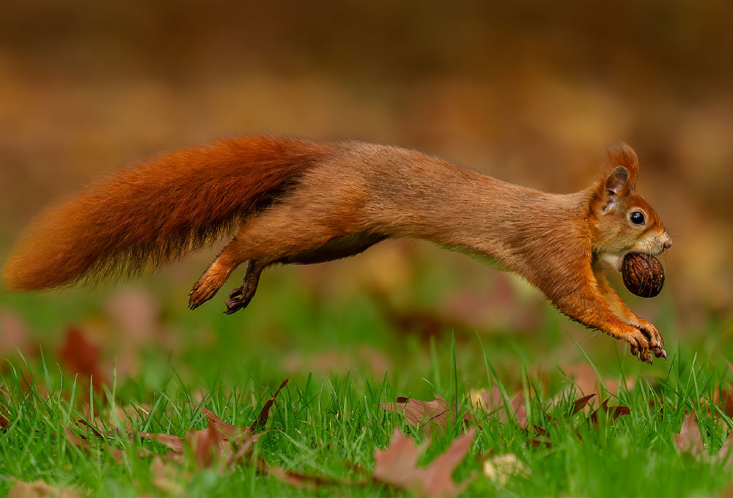 Sincaplar hakkında 10 ilgin&ccedil; bilgi 