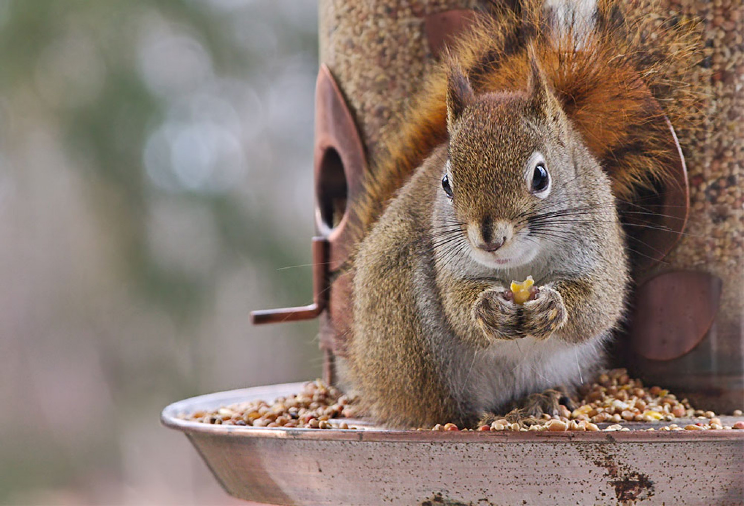 Sincaplar hakkında 10 ilgin&ccedil; bilgi 