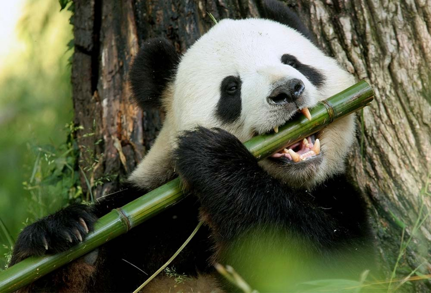 Pandalar hakkında 10 ilginç bilgi