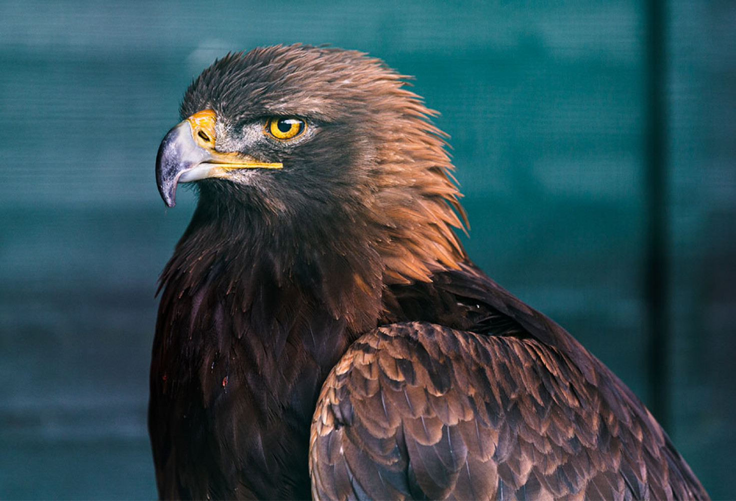 Kartallarla ilgili 10 ilgin&ccedil; bilgi 