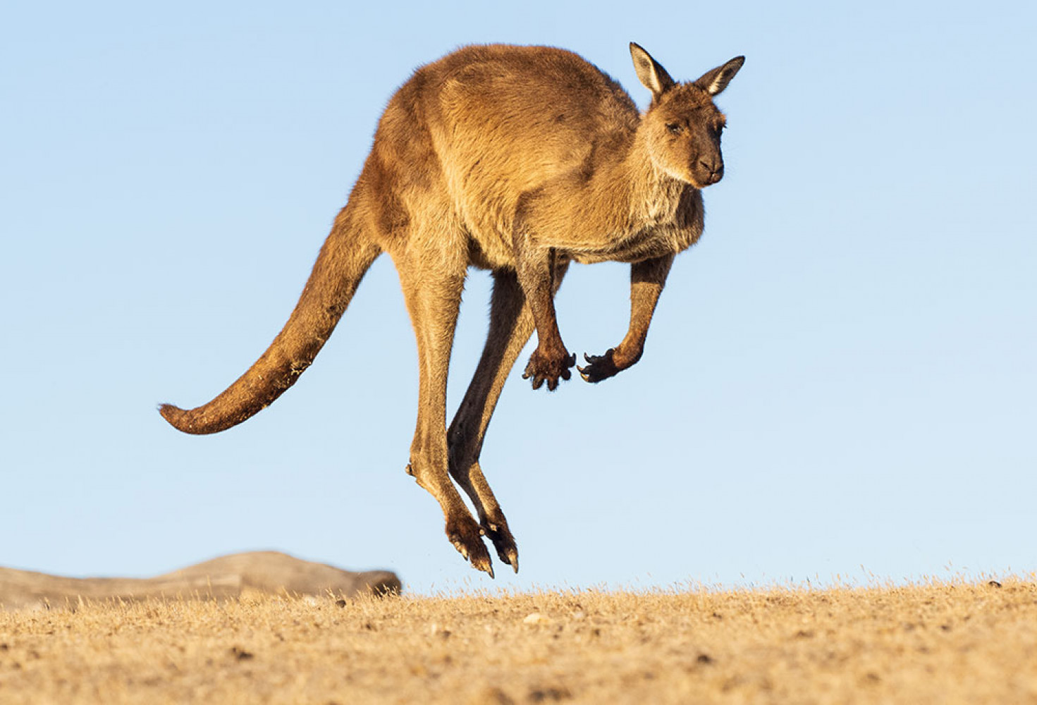 zıplamakanguru.jpg Kangurular hakkında 10 ilginç bilgi