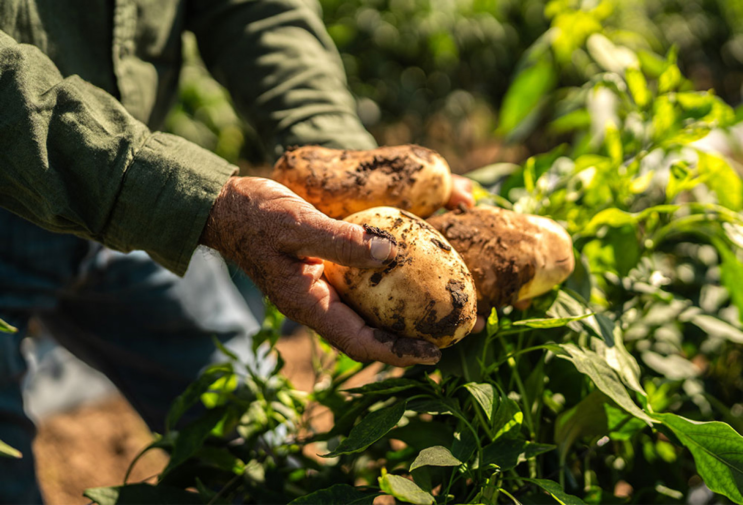 patates4.jpg Patates hakkında doğru bilinen yanlışlar
