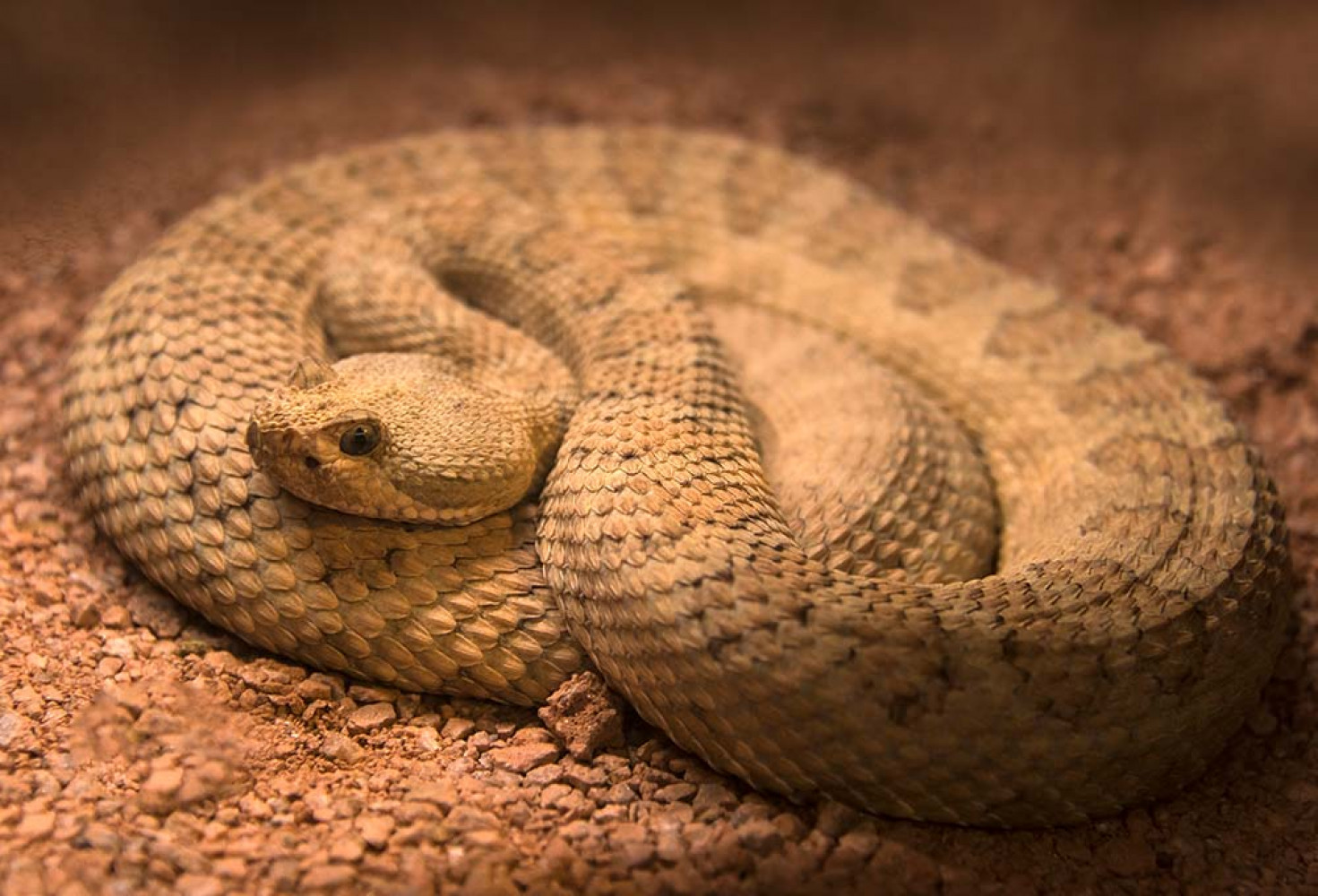 Zehirli yılanlarla ilgili 10 ilginç bilgi