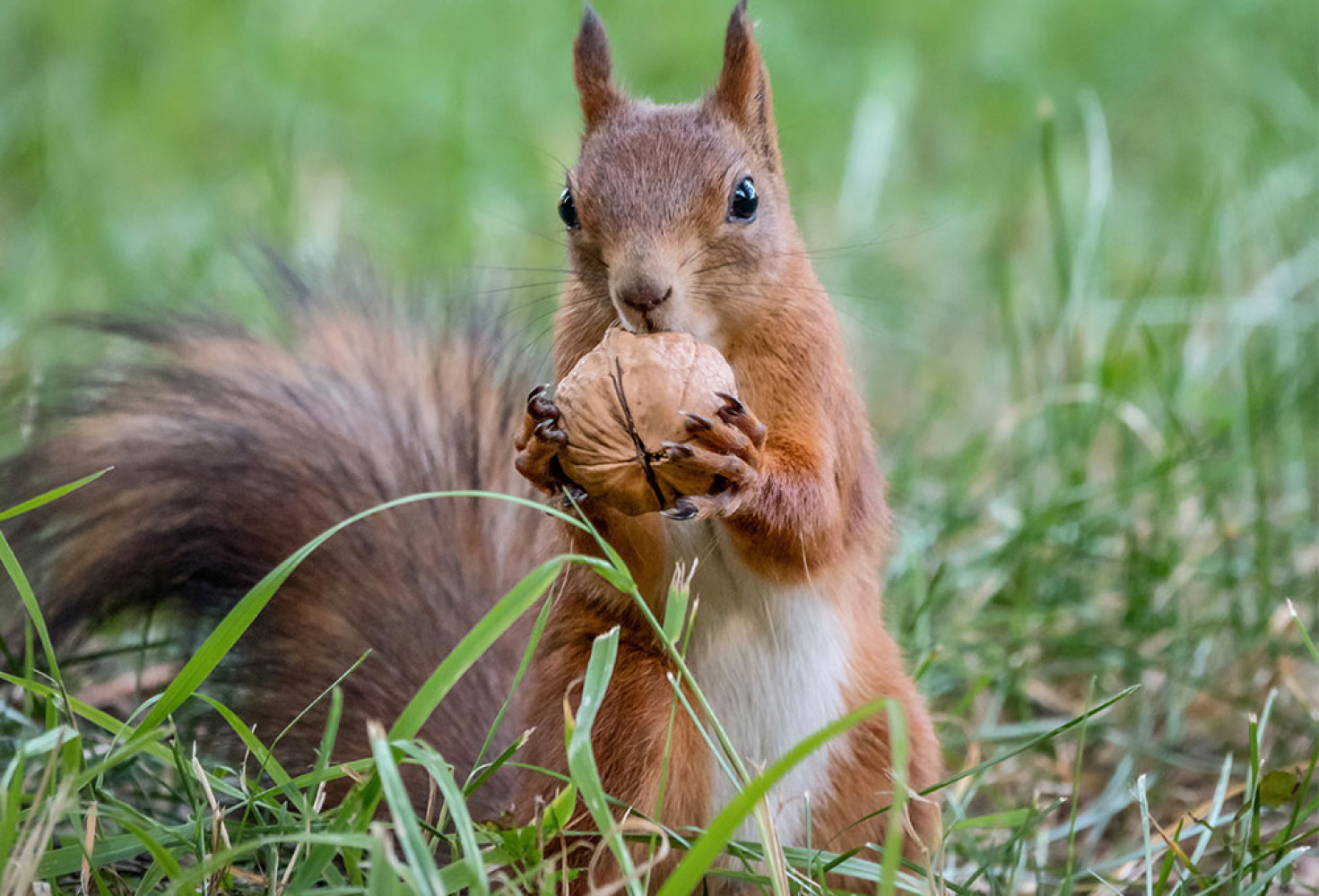 Sincaplar hakkında 10 ilgin&ccedil; bilgi 