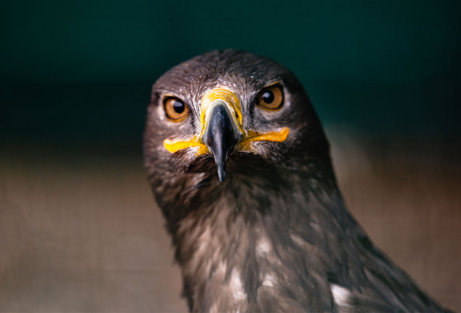 Kartallarla ilgili 10 ilgin&ccedil; bilgi 