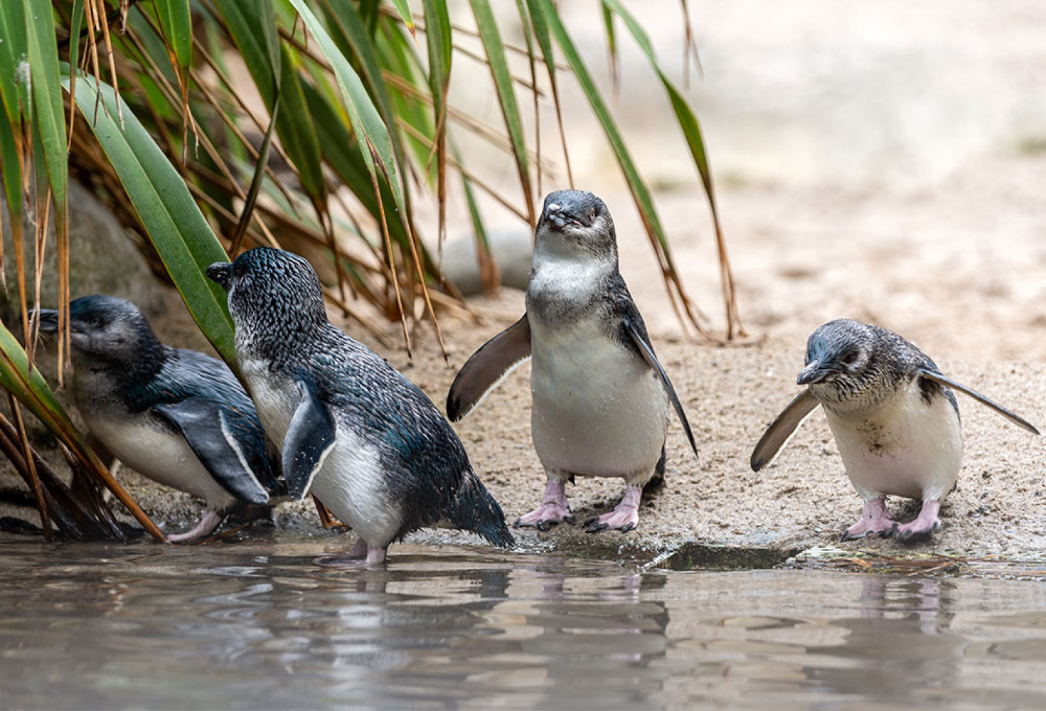 Penguenler hakkında 10 ilginç bilgi