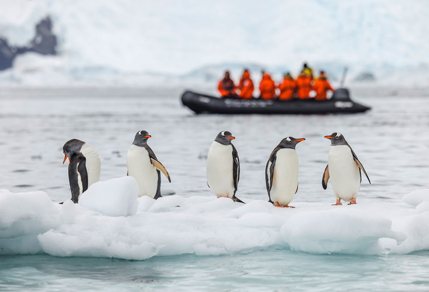 Penguenler hakkında 10 ilginç bilgi