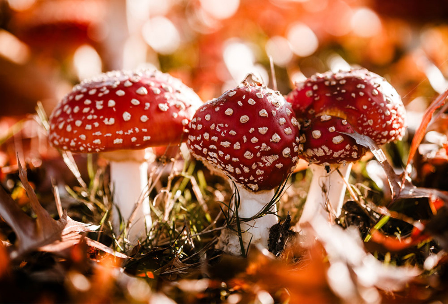 En zehirli mantar t&uuml;rleri 