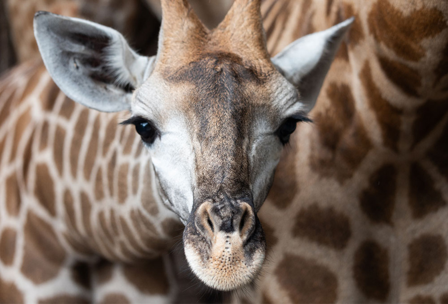Zürafalar hakkında 10 ilginç bilgi 
