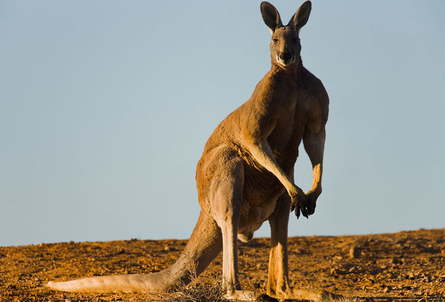 kanguru1.jpg Kangurular hakkında 10 ilginç bilgi