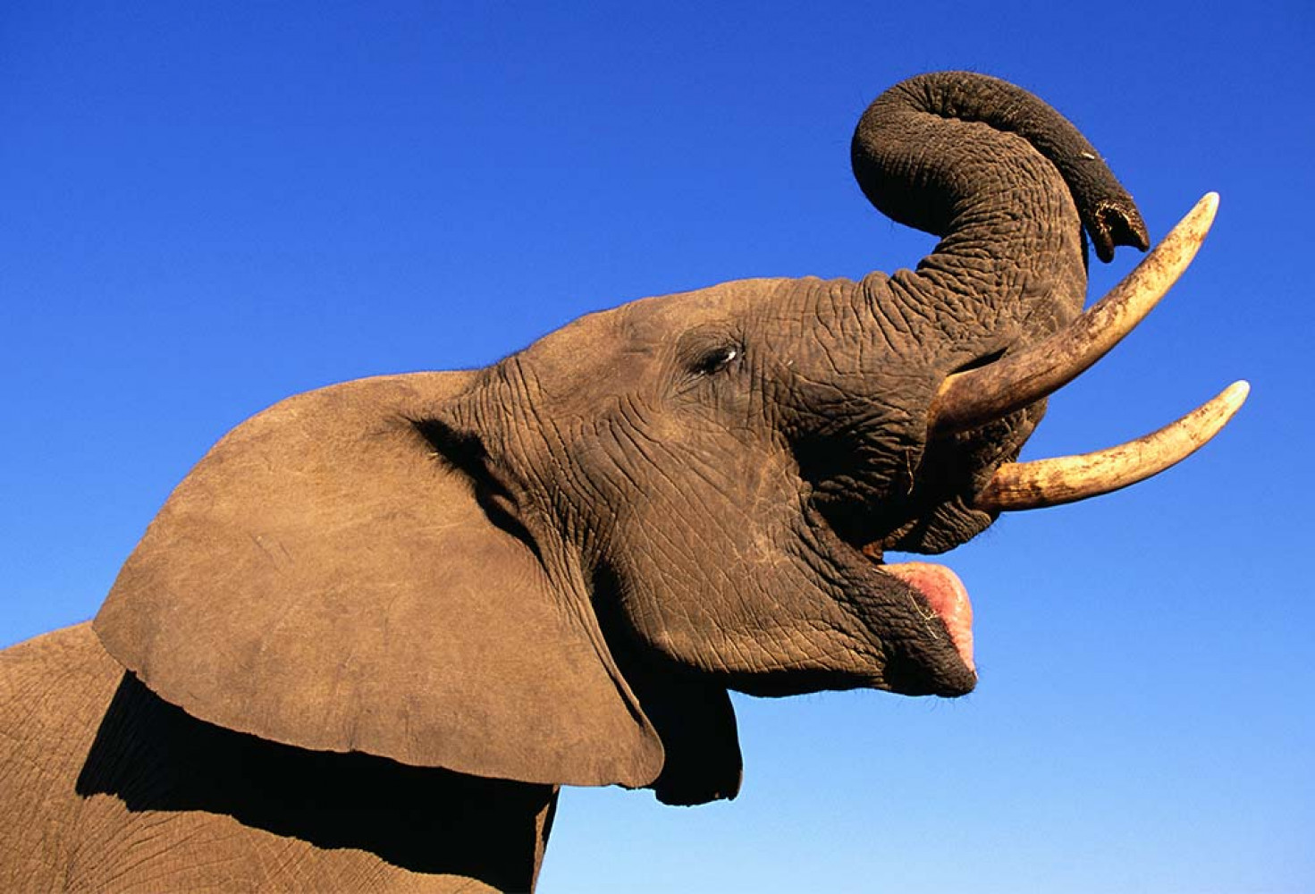 Filler hakkında 10 ilginç bilgi