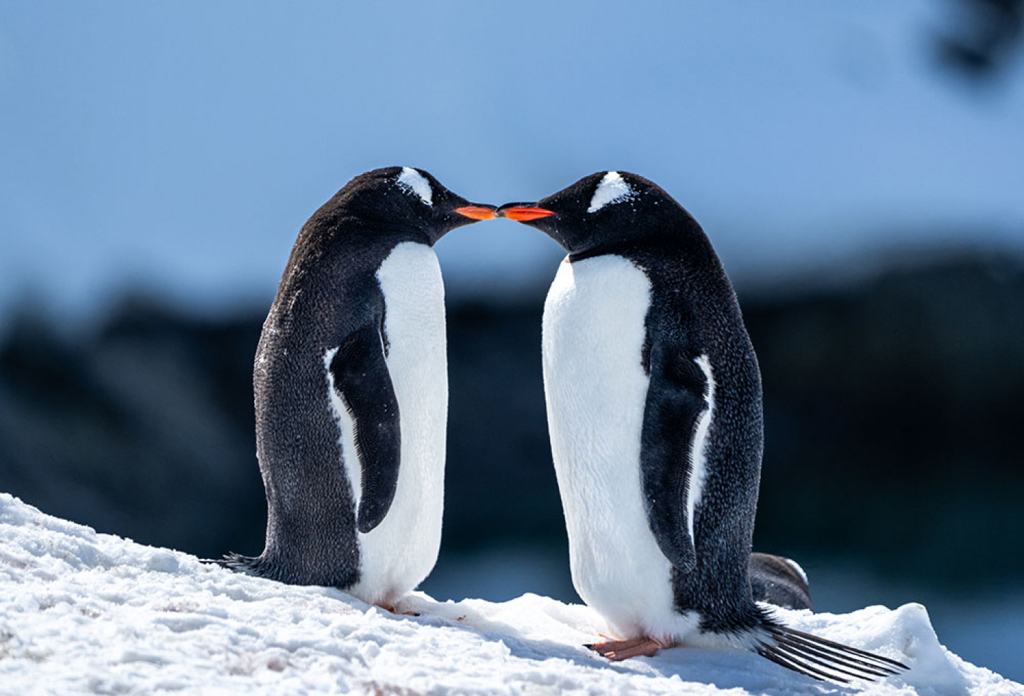 Penguenler hakkında 10 ilginç bilgi