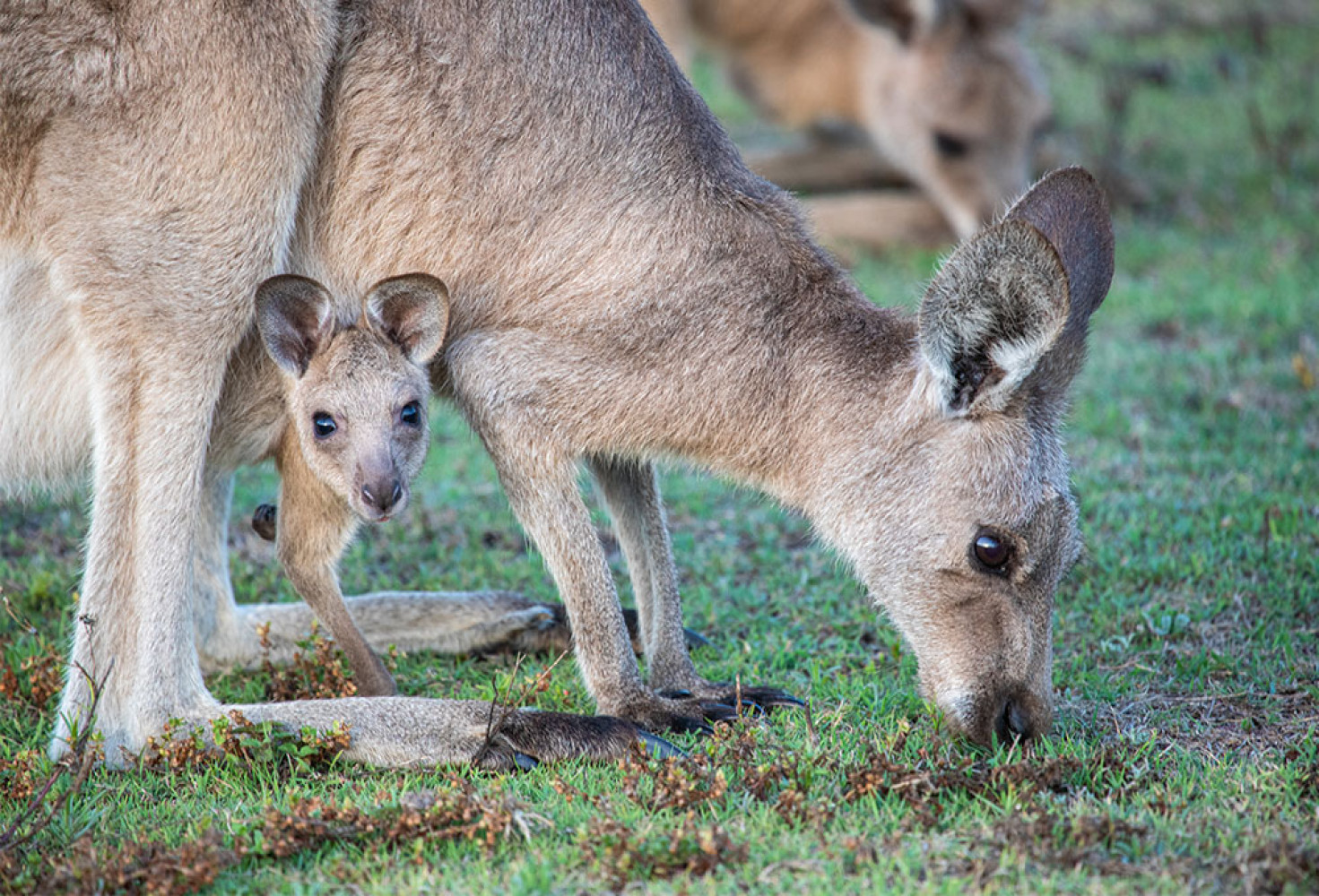 bebekkanguru.jpg Kangurular hakkında 10 ilginç bilgi