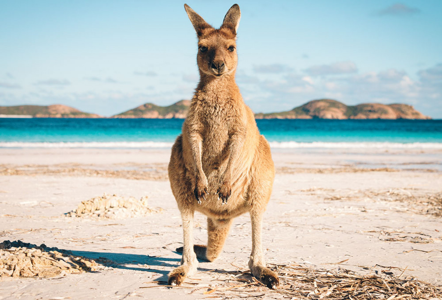 kanguru2.jpg Kangurular hakkında 10 ilginç bilgi