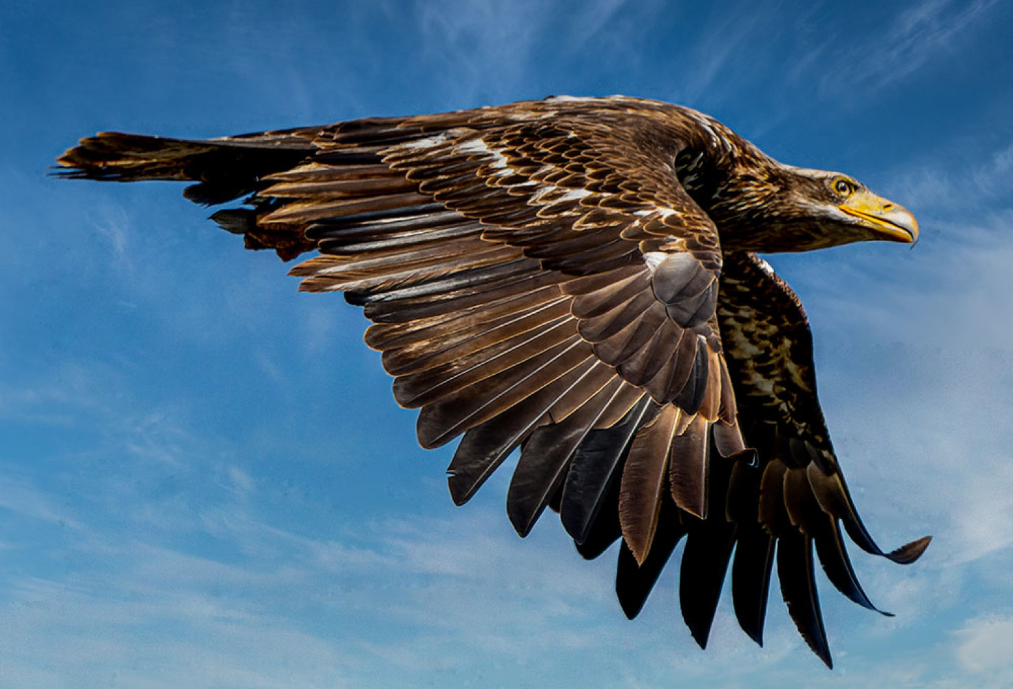 Kartallarla ilgili 10 ilgin&ccedil; bilgi 