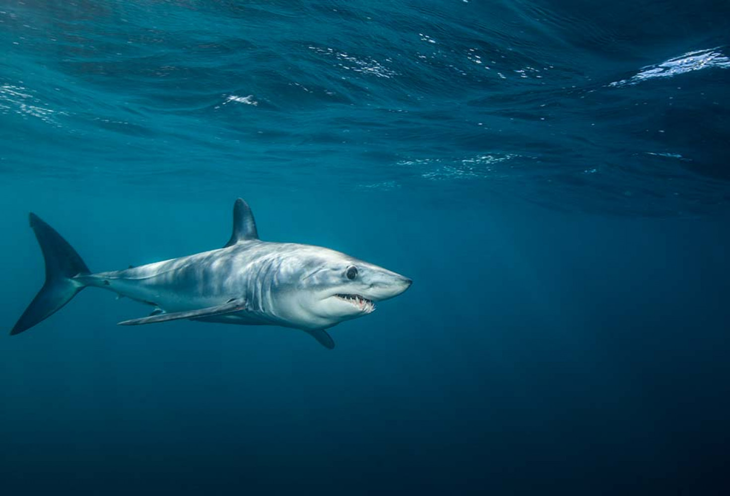 Okyanusun en yırtıcıları: Yeni bir köpekbalığı türü keşfedildi