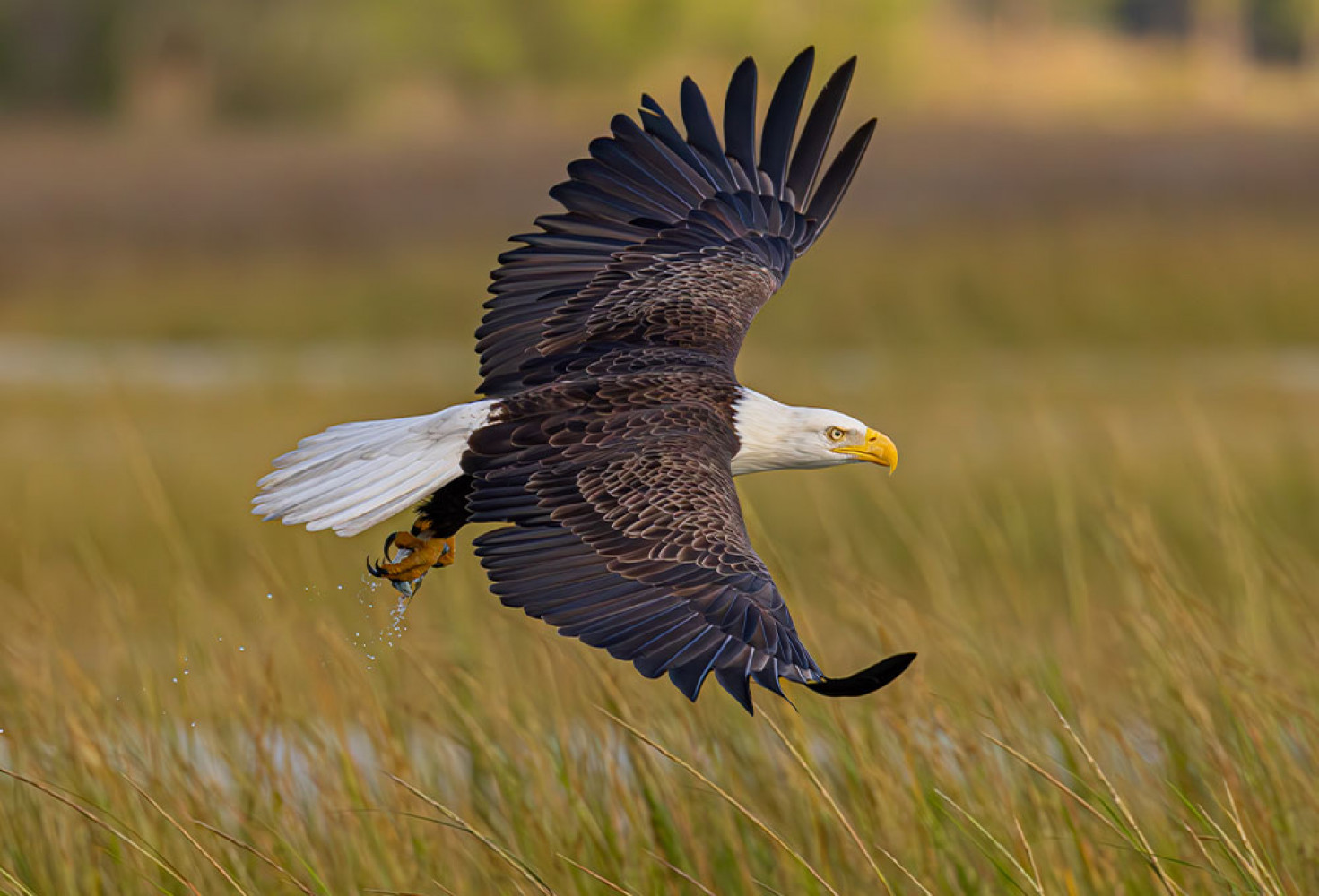 Kartallarla ilgili 10 ilgin&ccedil; bilgi 