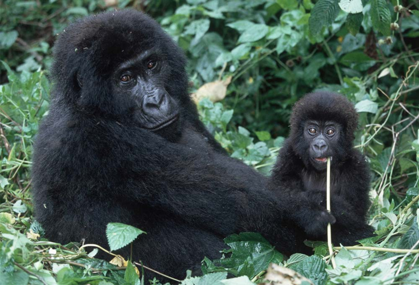 Goriller hakkında 10 ilginç bilgi