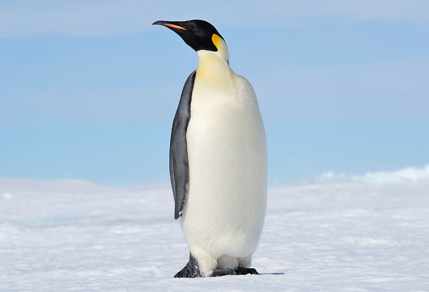 Penguenler hakkında 10 ilginç bilgi