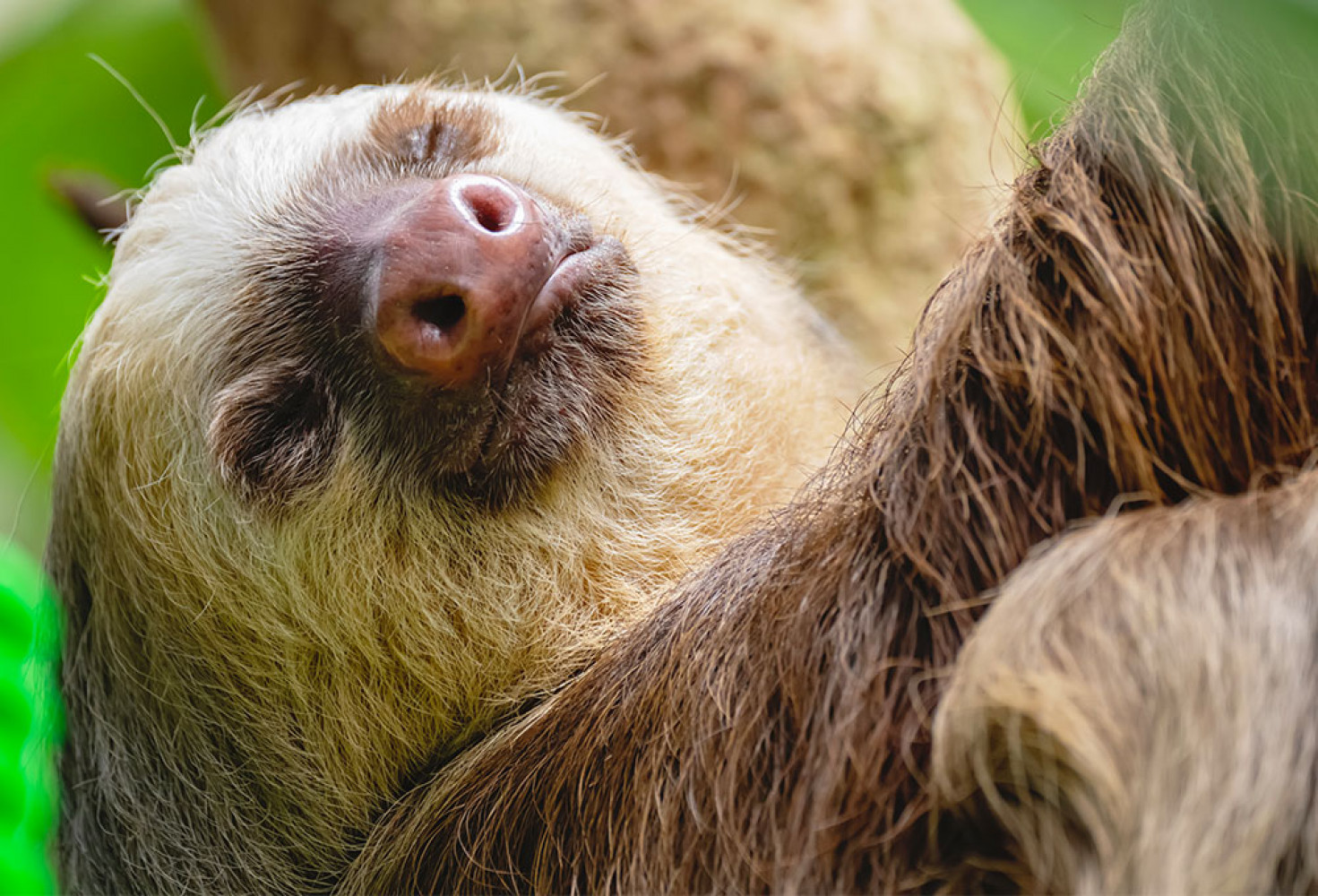 Tembel hayvanlar hakkında 10 ilgin&ccedil; bilgi