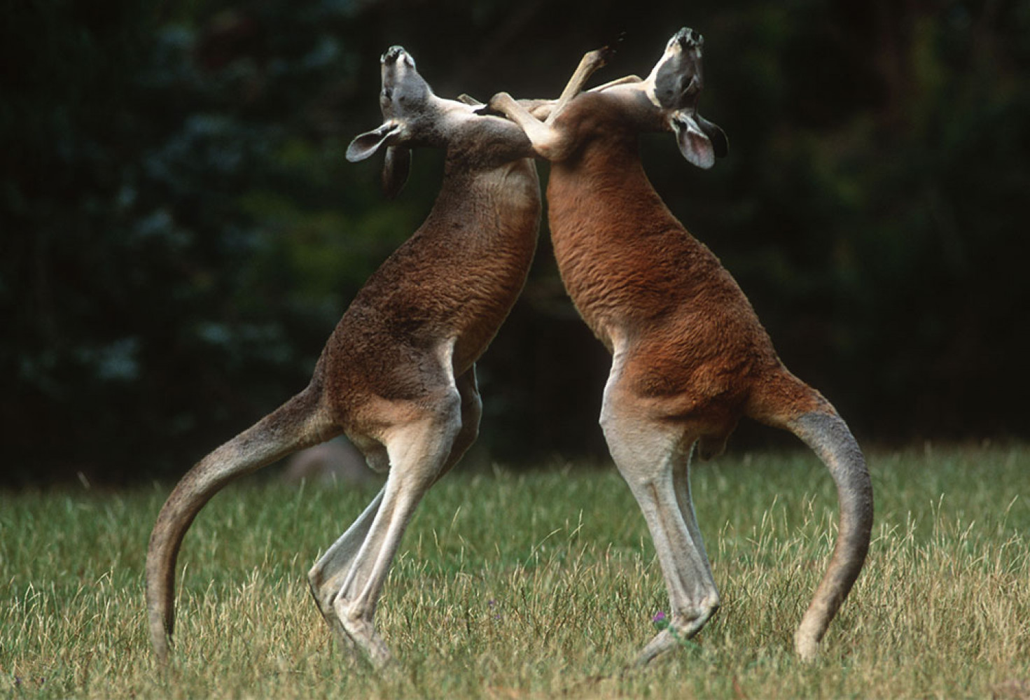 bokskanguru.jpg Kangurular hakkında 10 ilginç bilgi