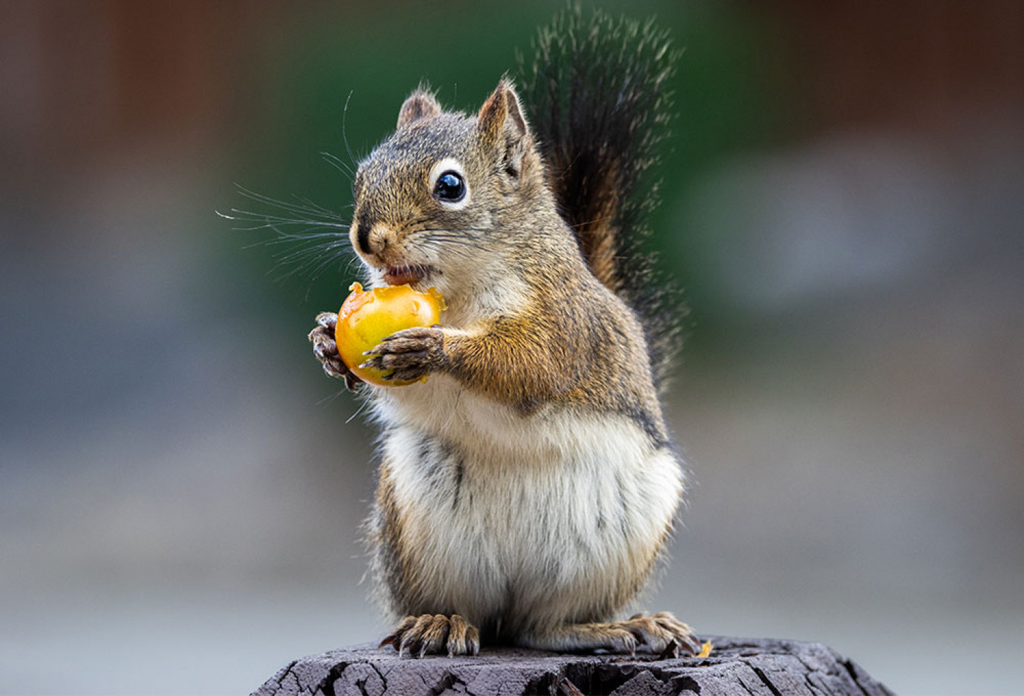 Sincaplar hakkında 10 ilgin&ccedil; bilgi 