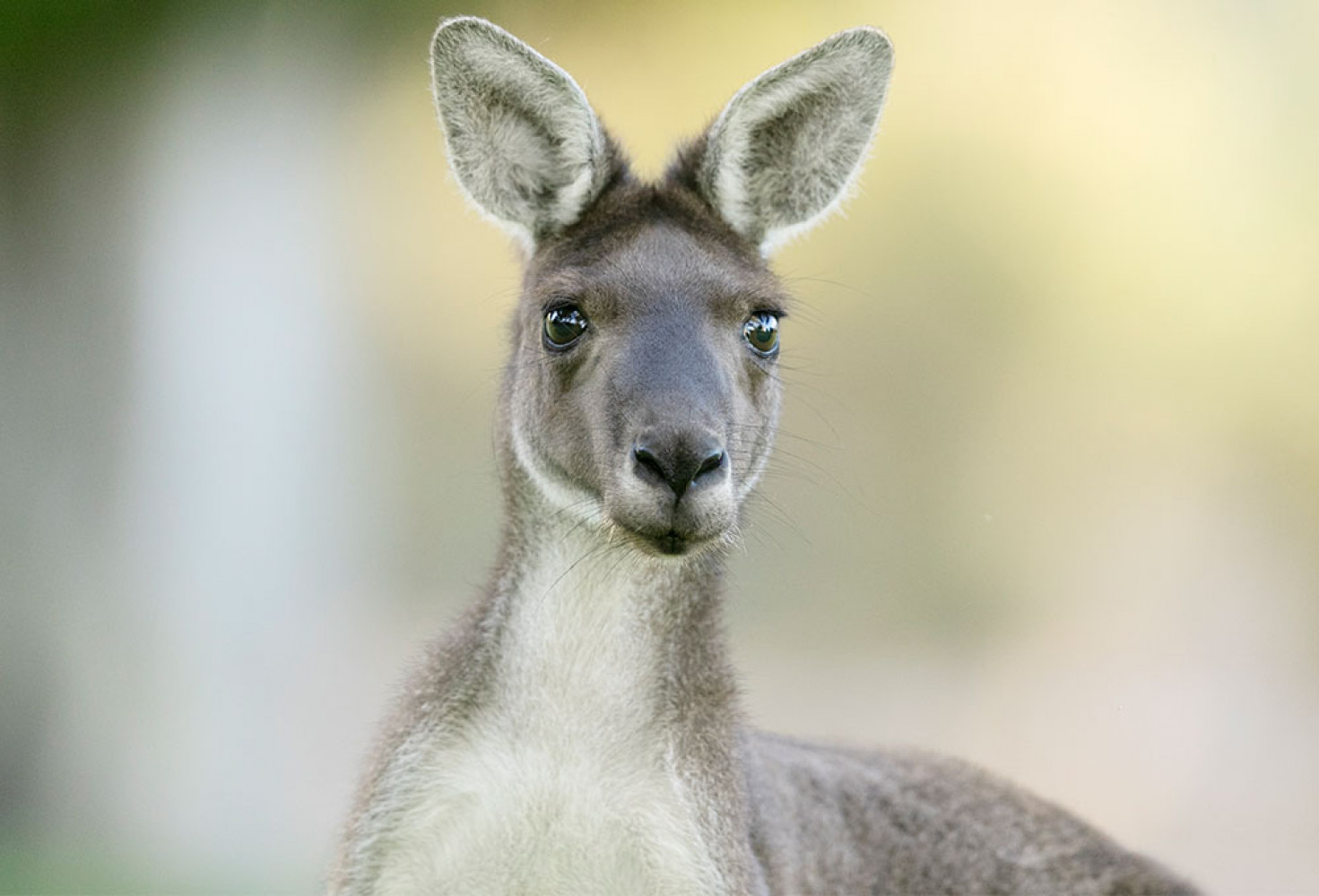 kanguru7.jpg Kangurular hakkında 10 ilginç bilgi