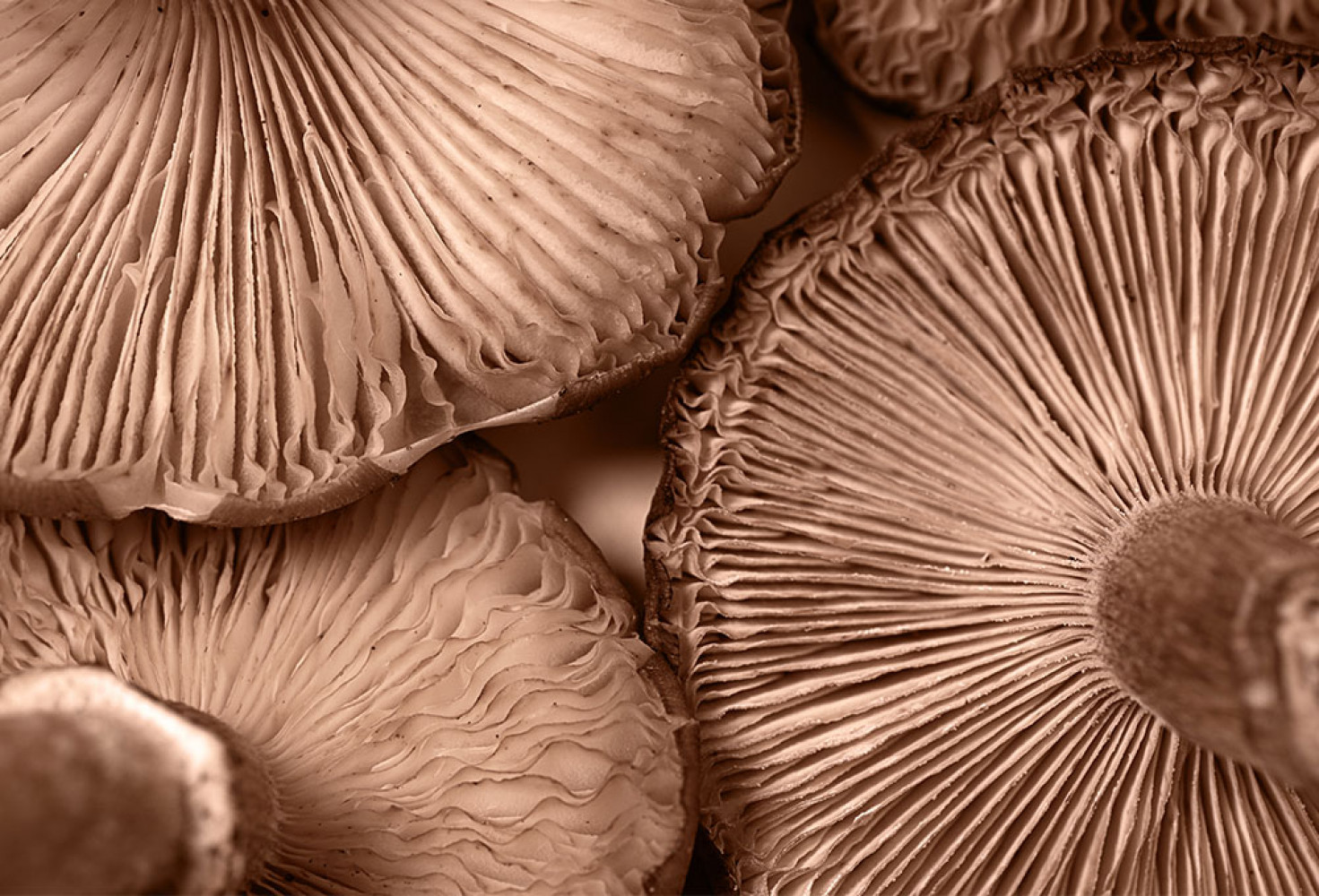 En zehirli mantar t&uuml;rleri 