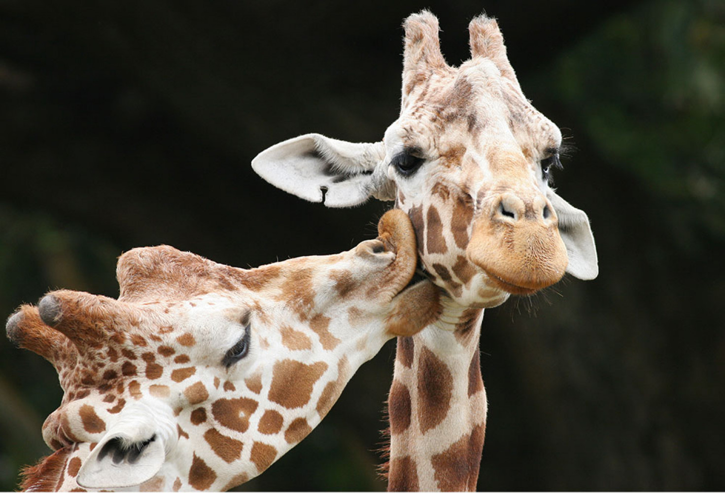 Zürafalar hakkında 10 ilginç bilgi 