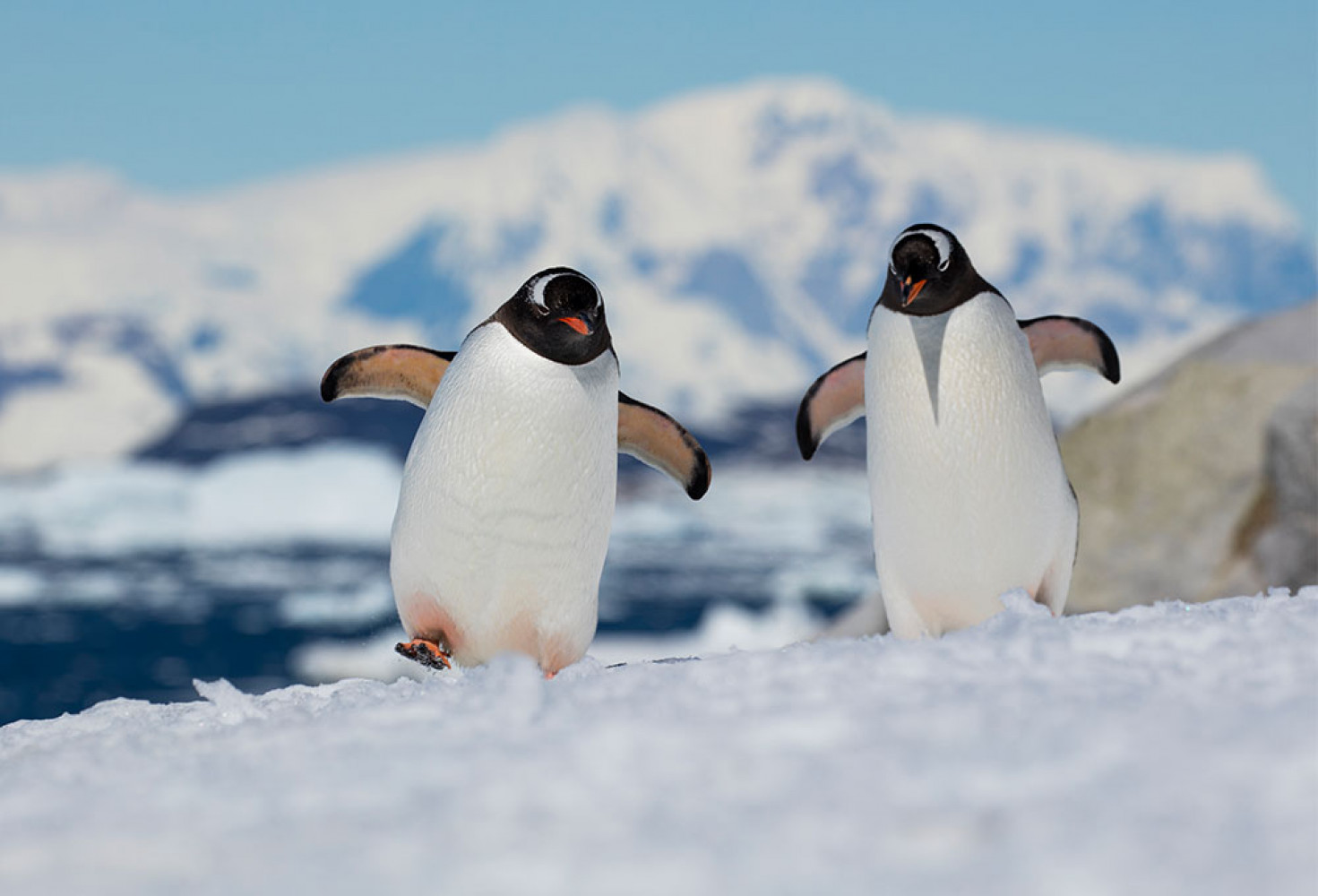 Penguenler hakkında 10 ilginç bilgi