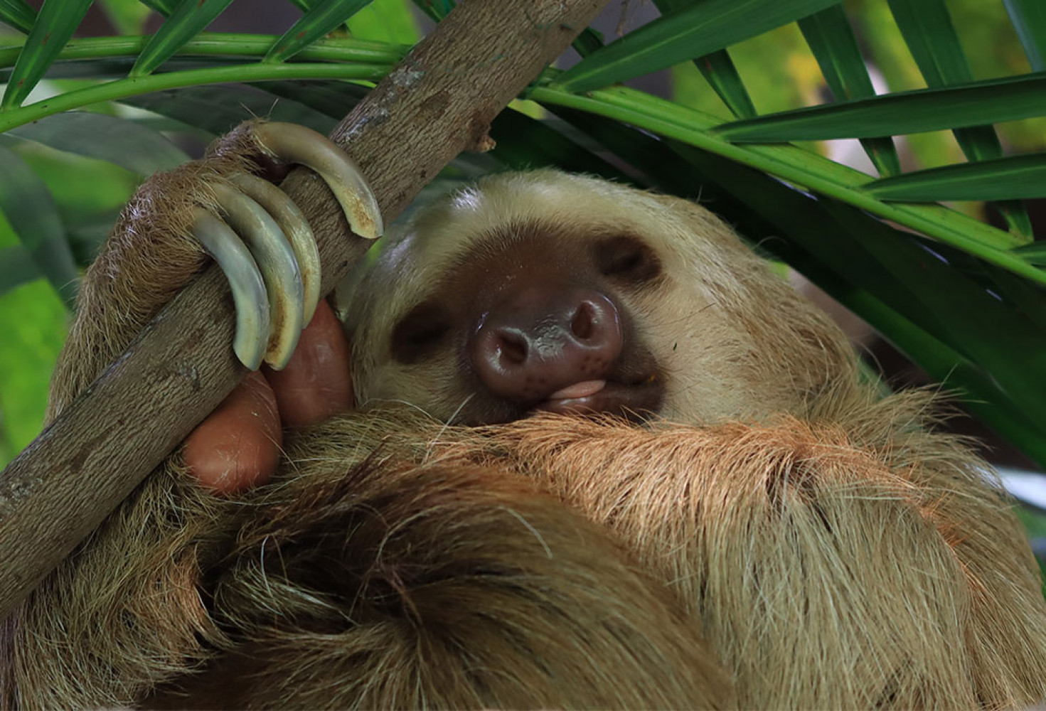 Tembel hayvanlar hakkında 10 ilgin&ccedil; bilgi