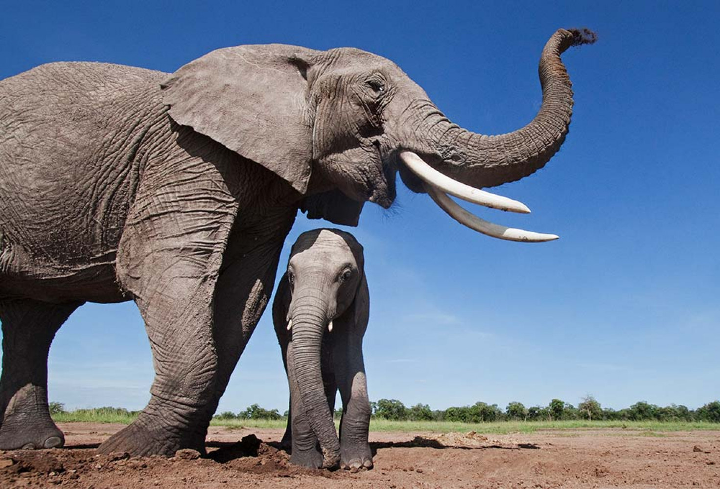 Filler hakkında 10 ilginç bilgi