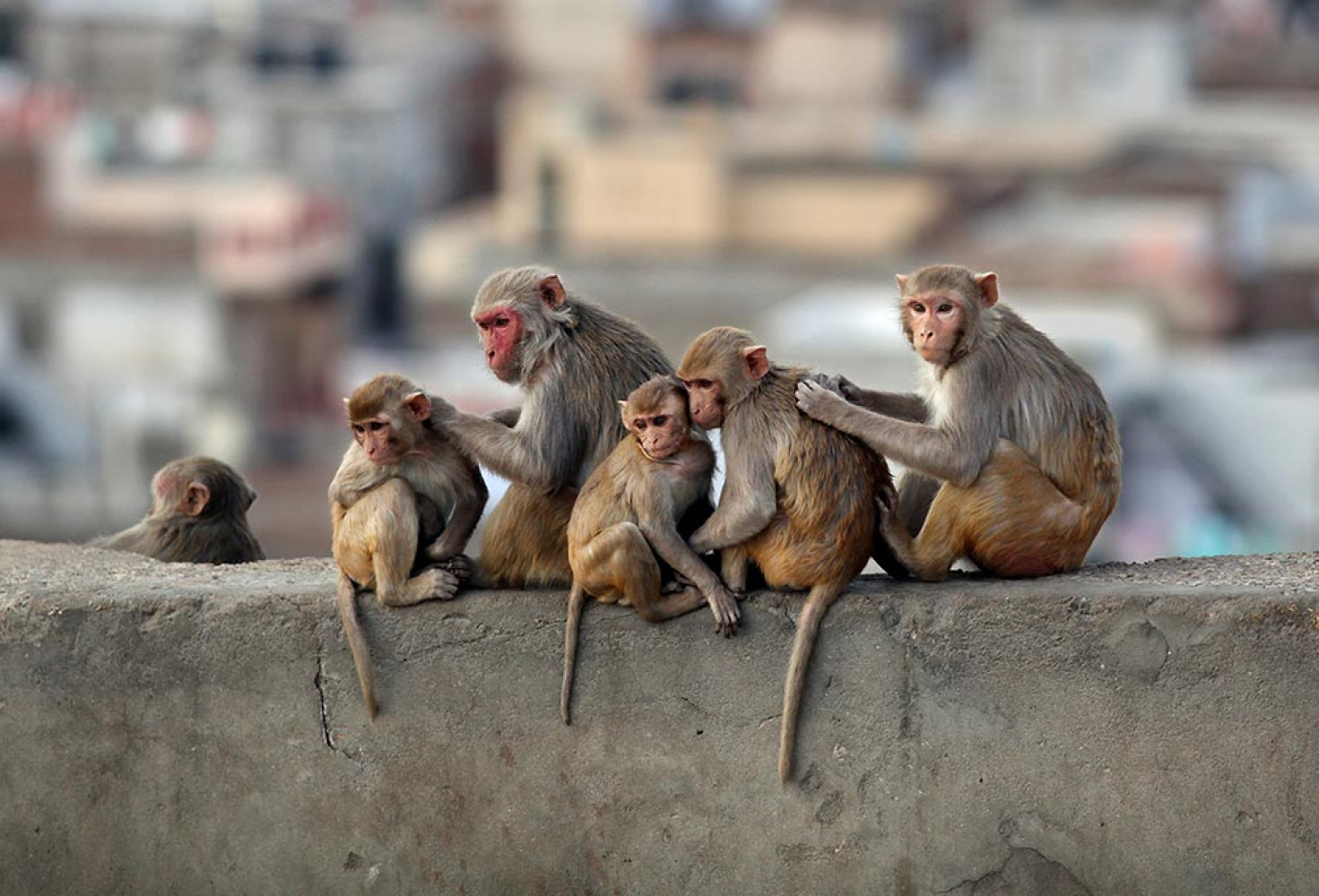 Maymunlar hakkında 10 ilginç bilgi
