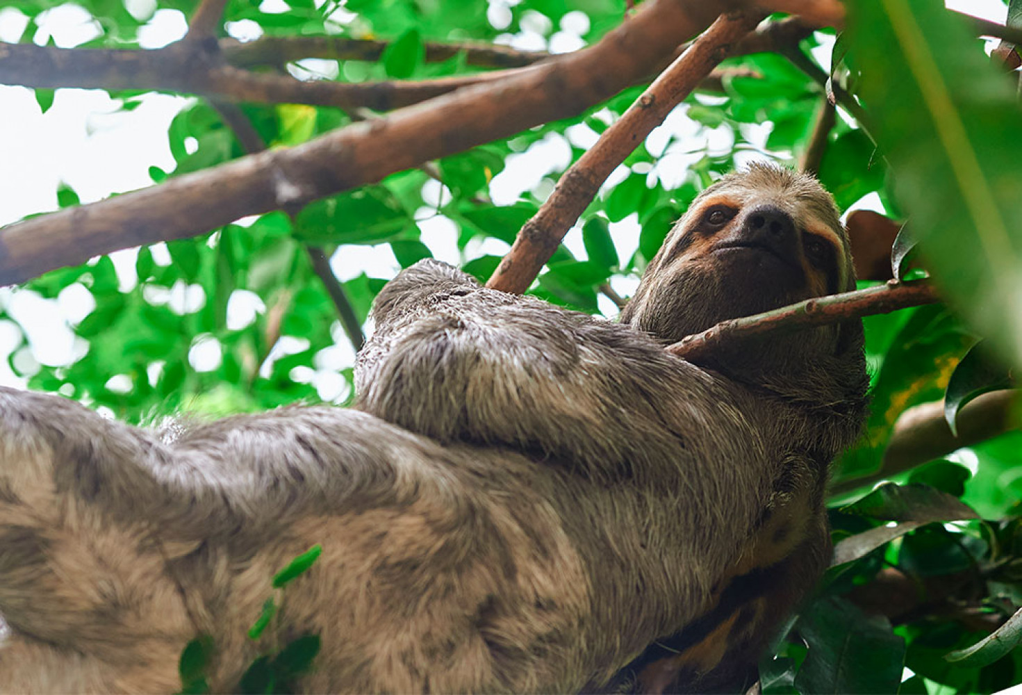 Tembel hayvanlar hakkında 10 ilgin&ccedil; bilgi
