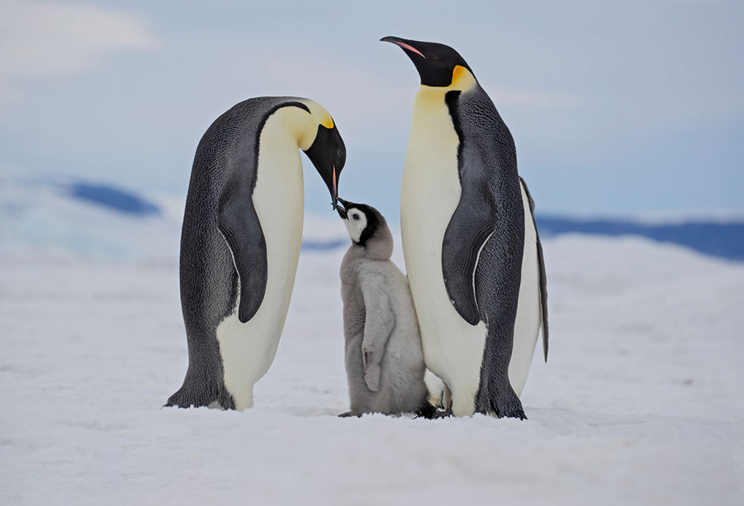 Penguenler hakkında 10 ilginç bilgi