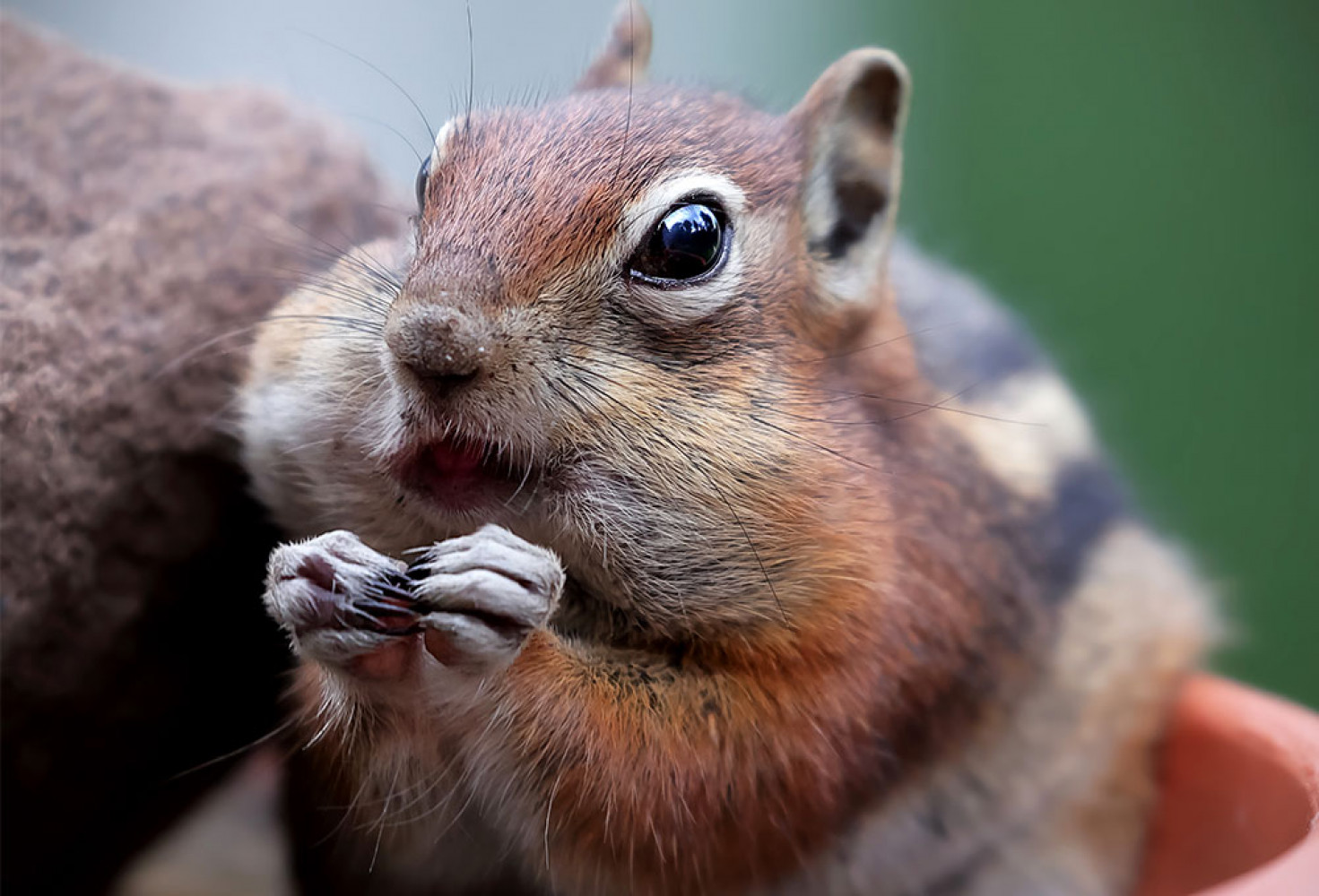Sincaplar hakkında 10 ilgin&ccedil; bilgi 