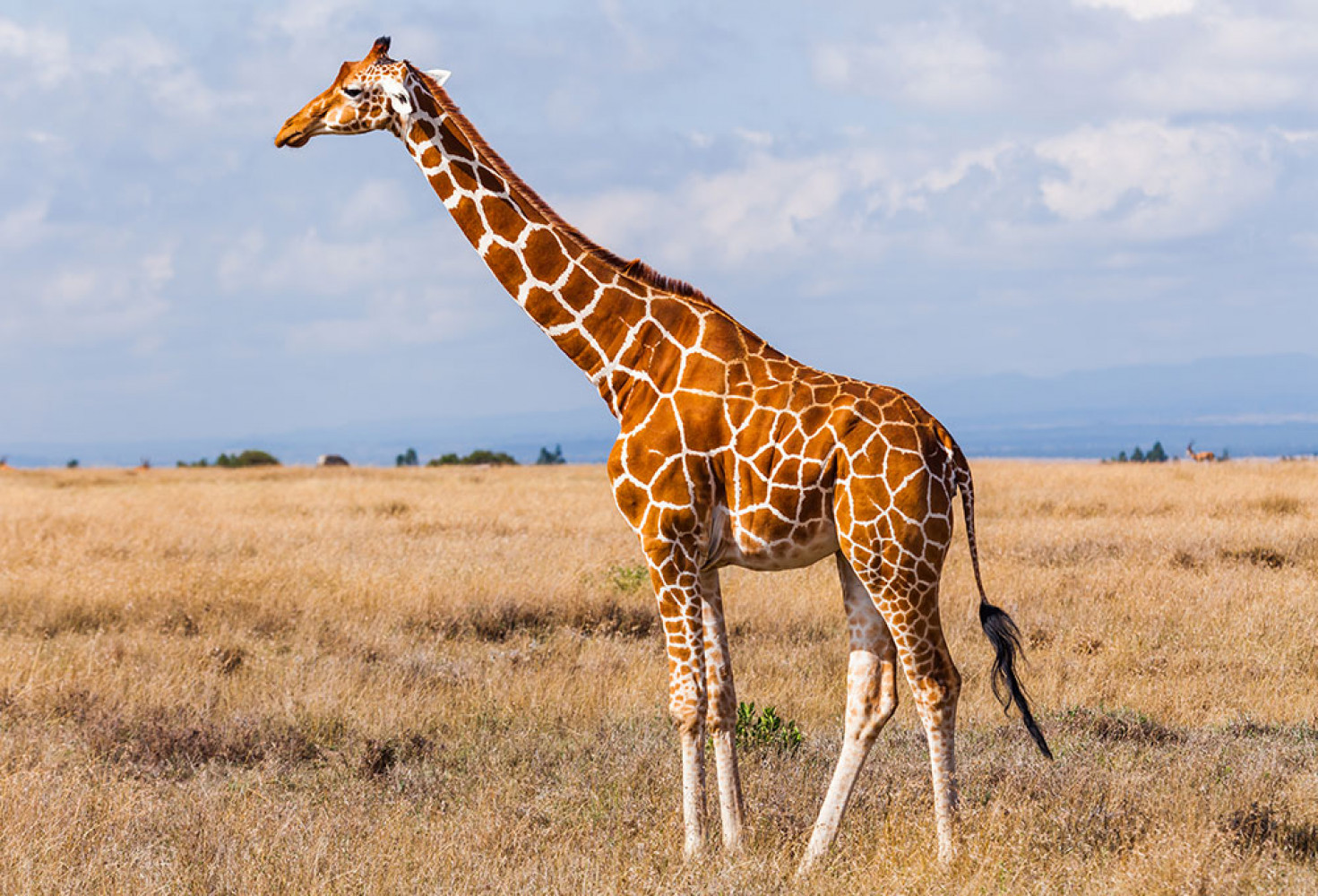 Zürafalar hakkında 10 ilginç bilgi 