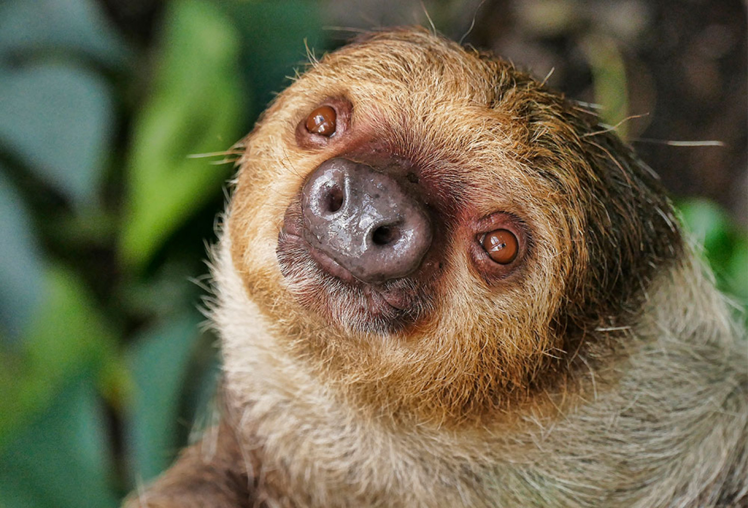 Tembel hayvanlar hakkında 10 ilgin&ccedil; bilgi