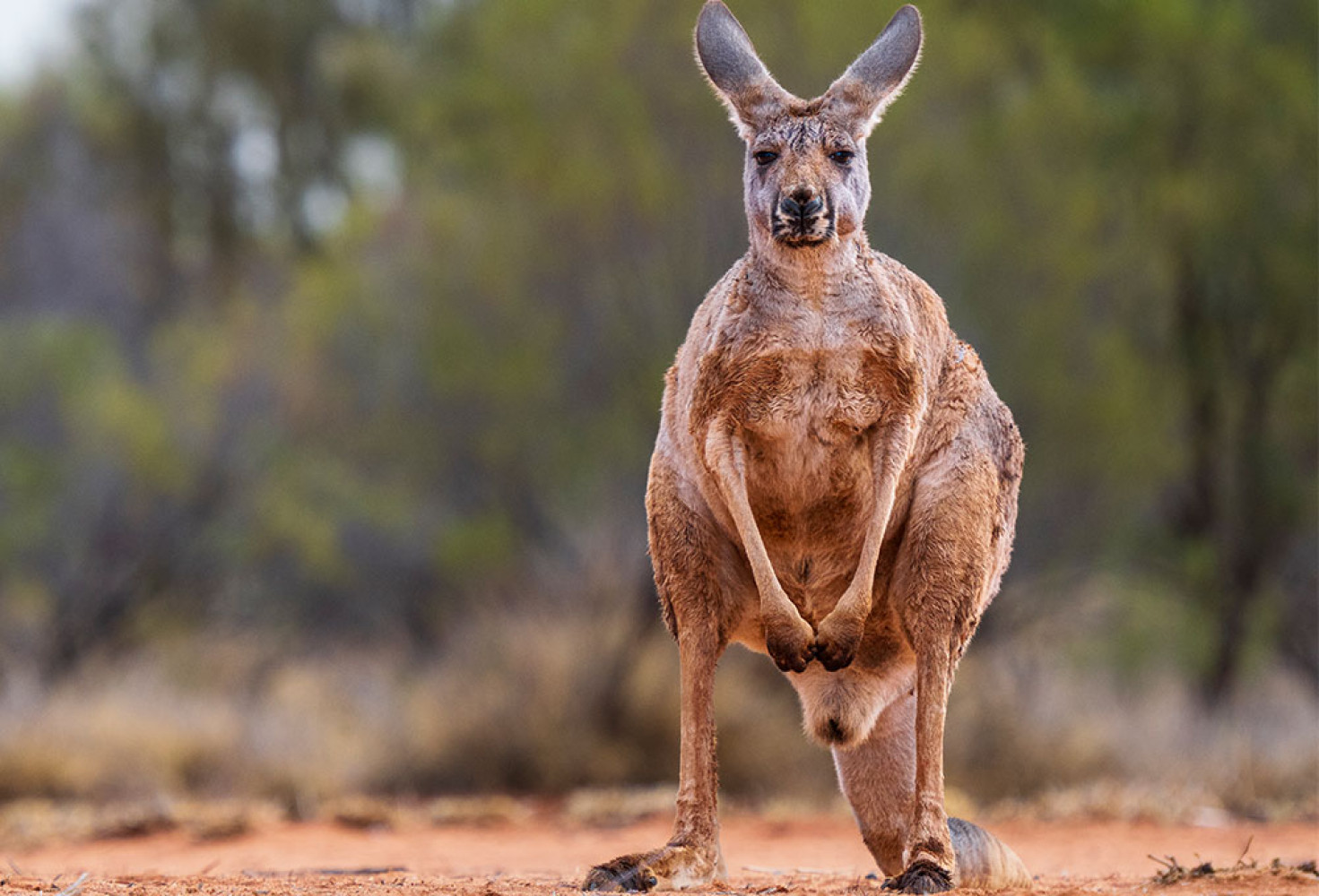 kanguru5.jpg Kangurular hakkında 10 ilginç bilgi
