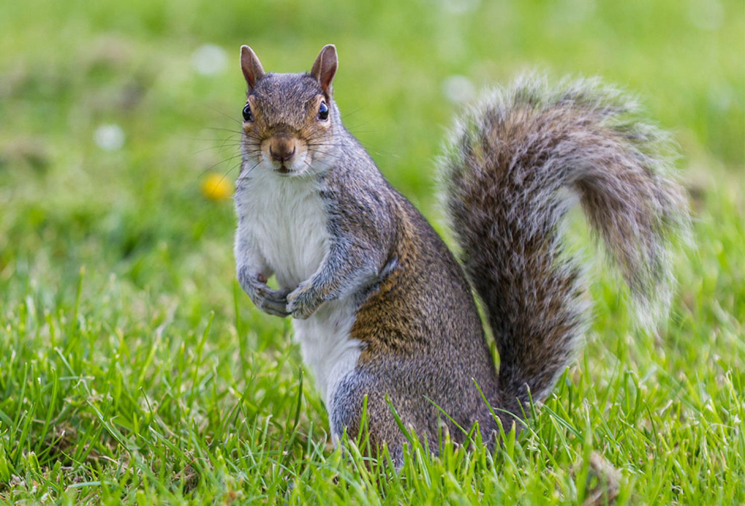 Sincaplar hakkında 10 ilgin&ccedil; bilgi 