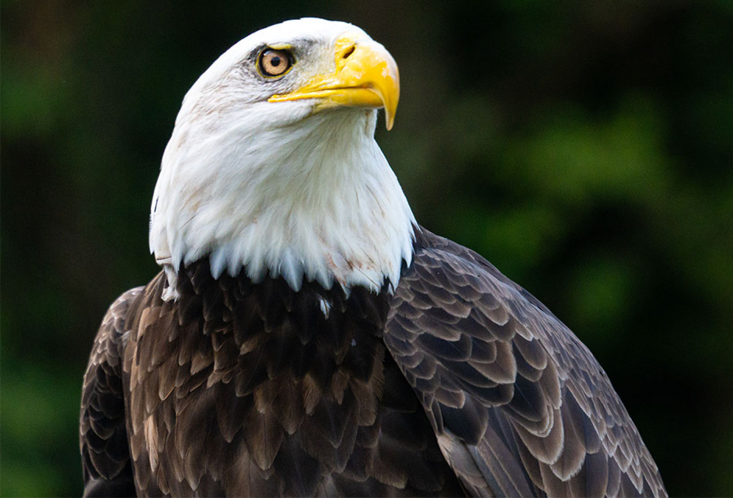 Kartallarla ilgili 10 ilgin&ccedil; bilgi 