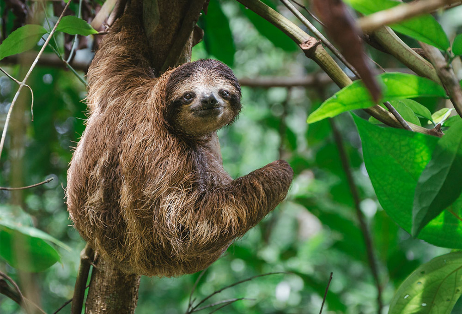 Tembel hayvanlar hakkında 10 ilgin&ccedil; bilgi