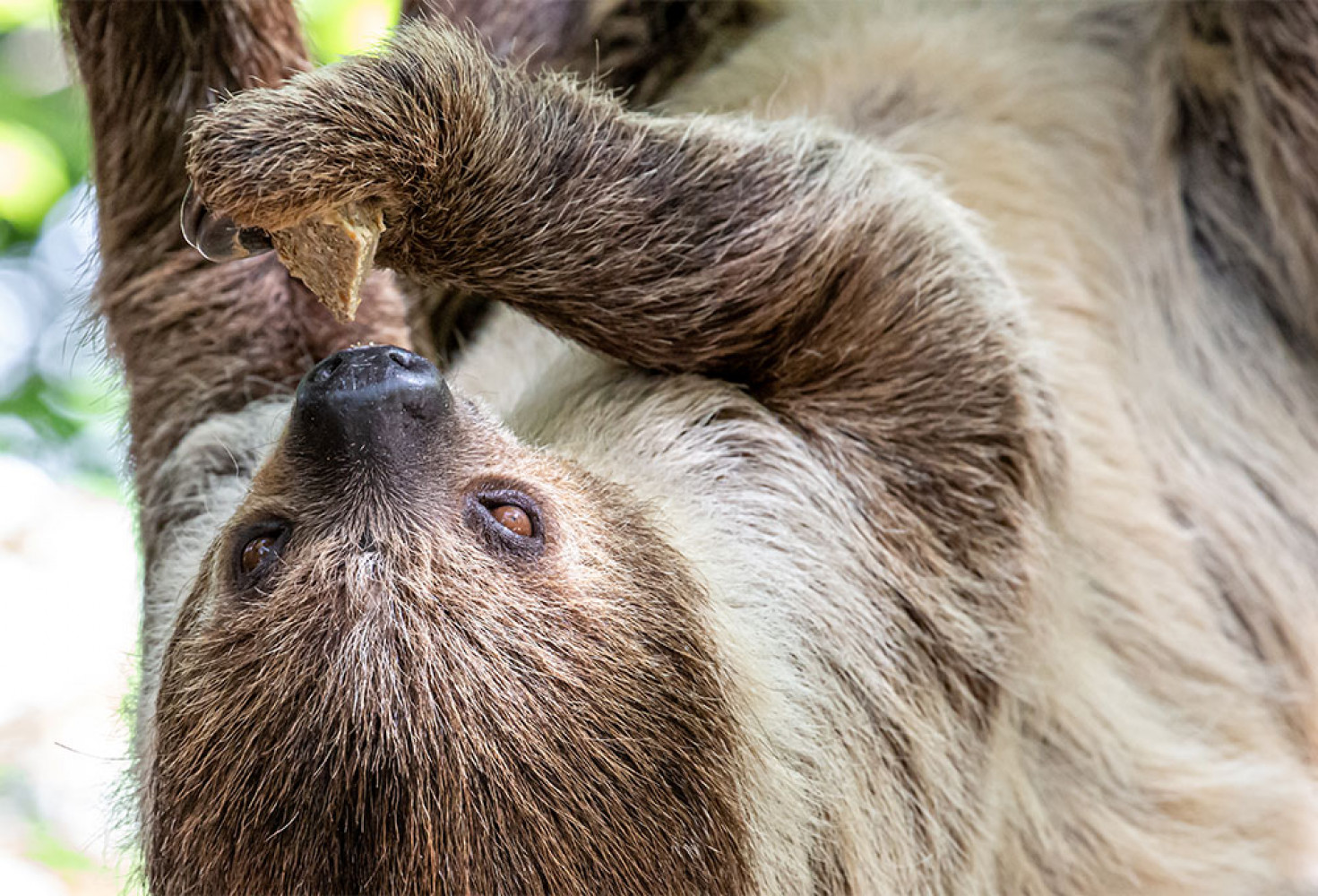 Tembel hayvanlar hakkında 10 ilgin&ccedil; bilgi