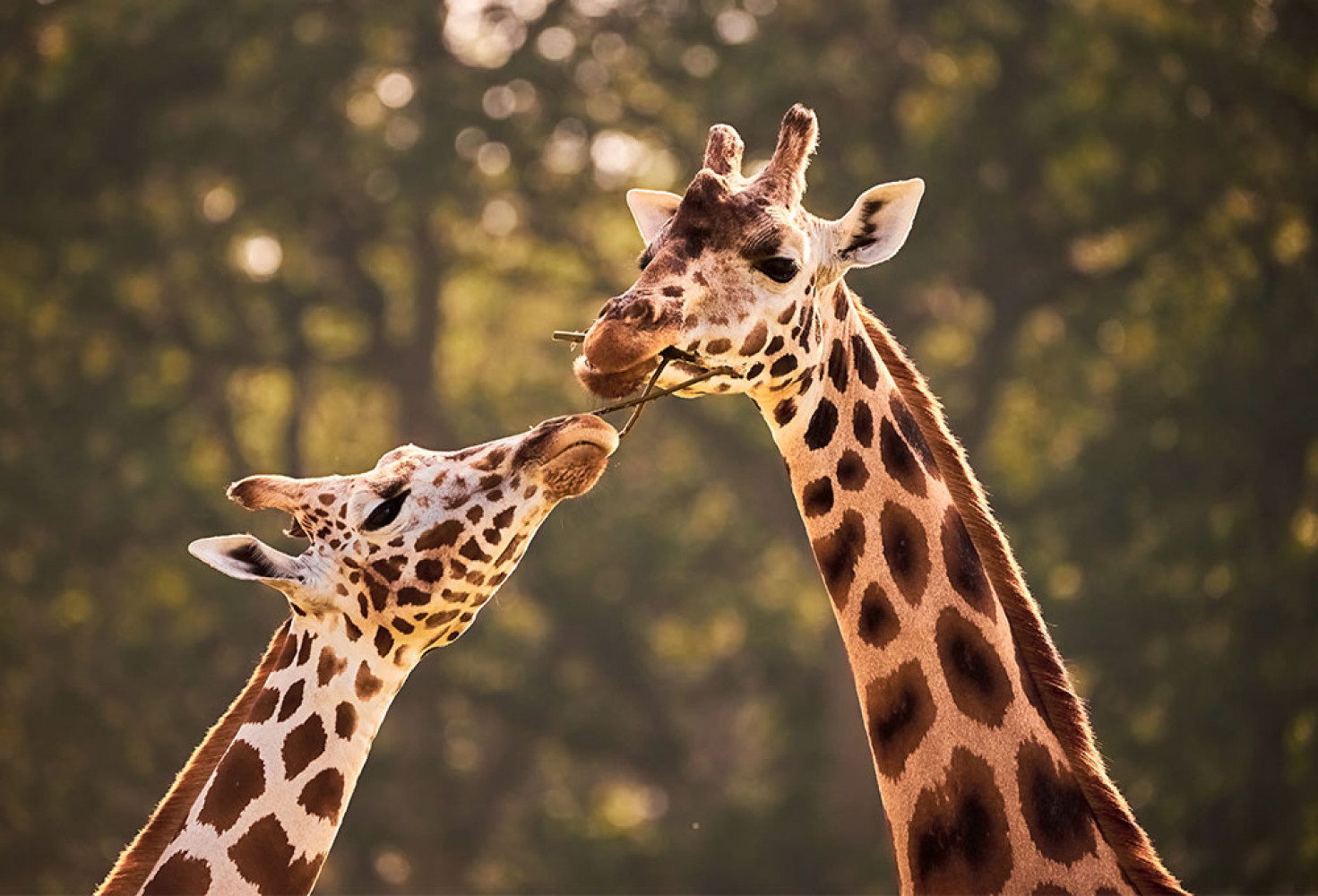 Zürafalar hakkında 10 ilginç bilgi 