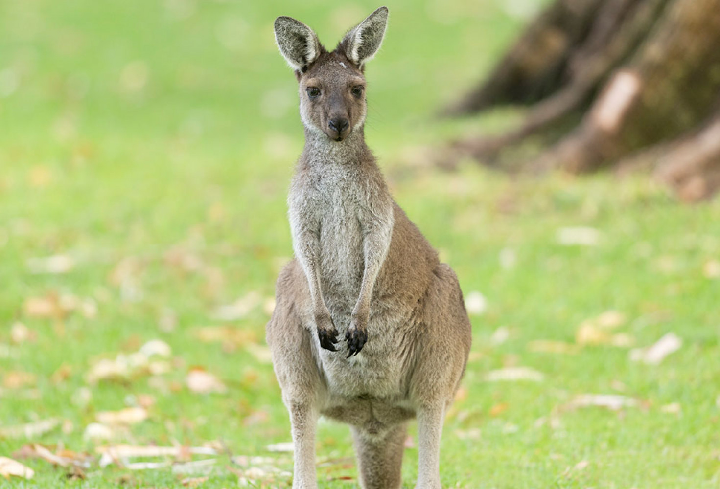 kanguru4.jpg Kangurular hakkında 10 ilginç bilgi