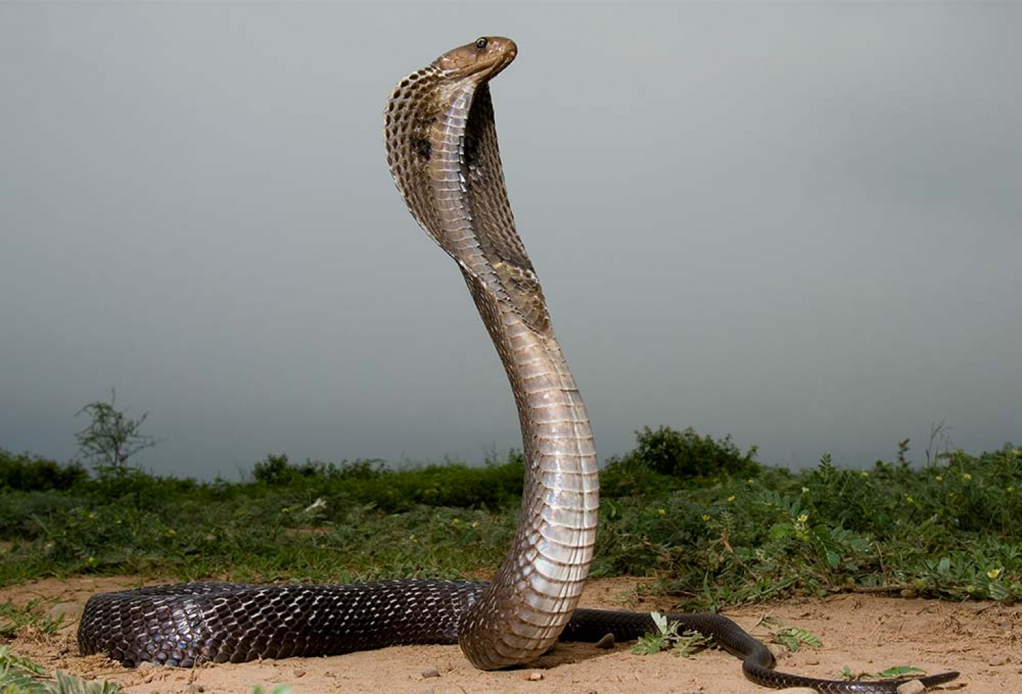 Tarihin en büyük yılanı Titanoboa hakkında bilinmeyenler