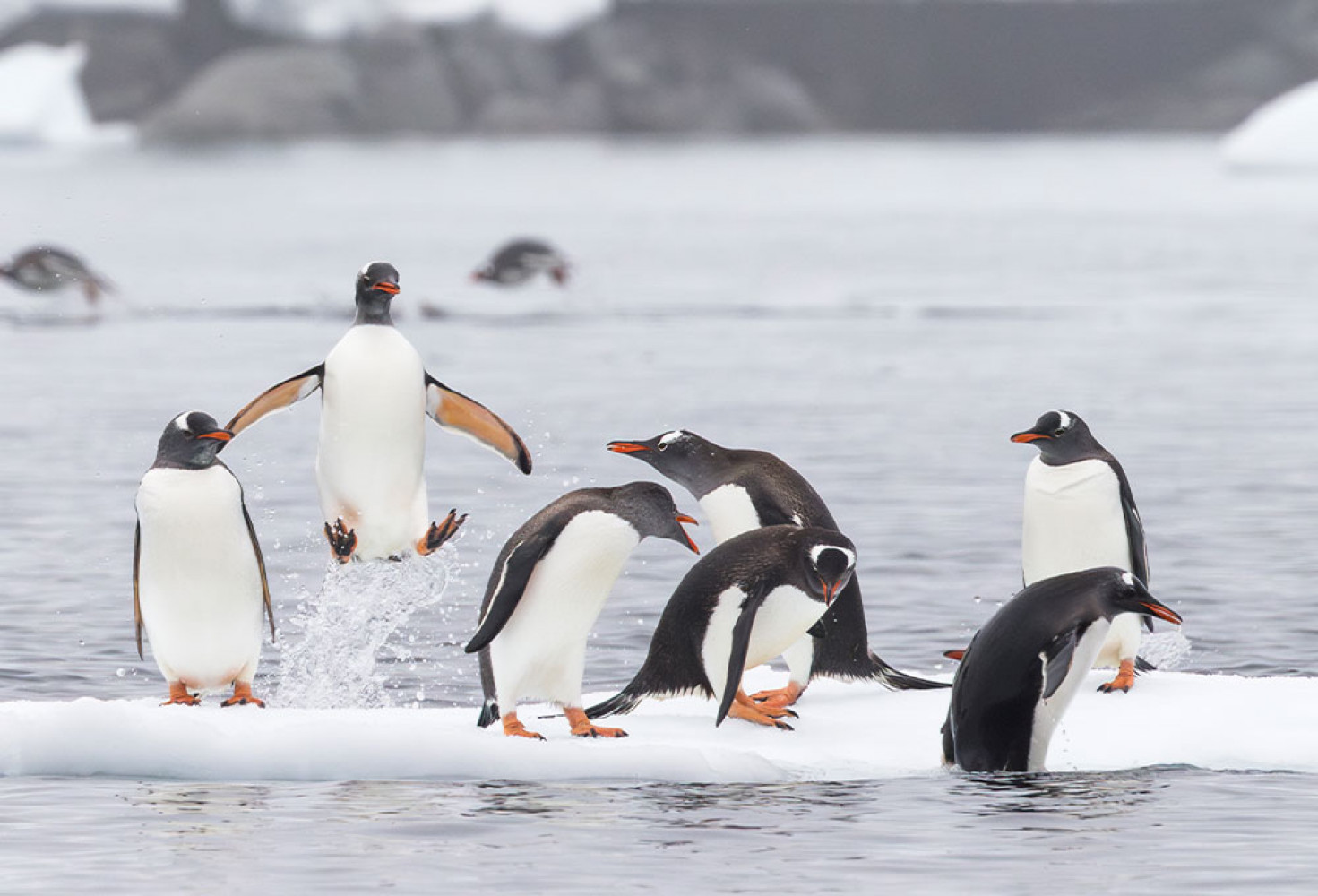 Penguenler hakkında 10 ilginç bilgi