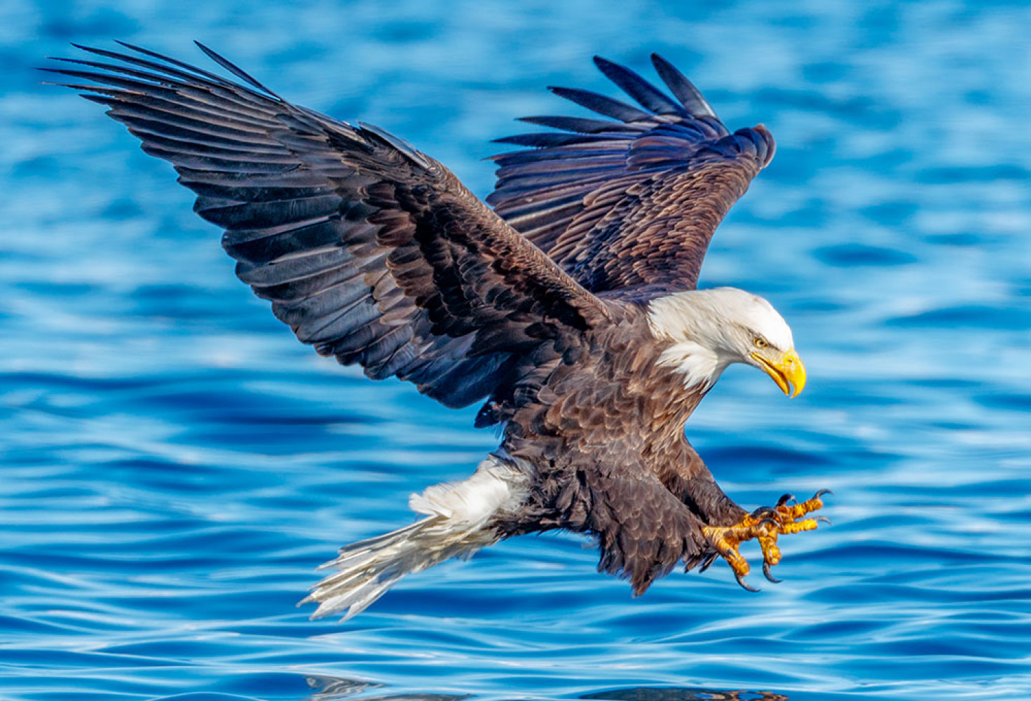 Kartallarla ilgili 10 ilgin&ccedil; bilgi 