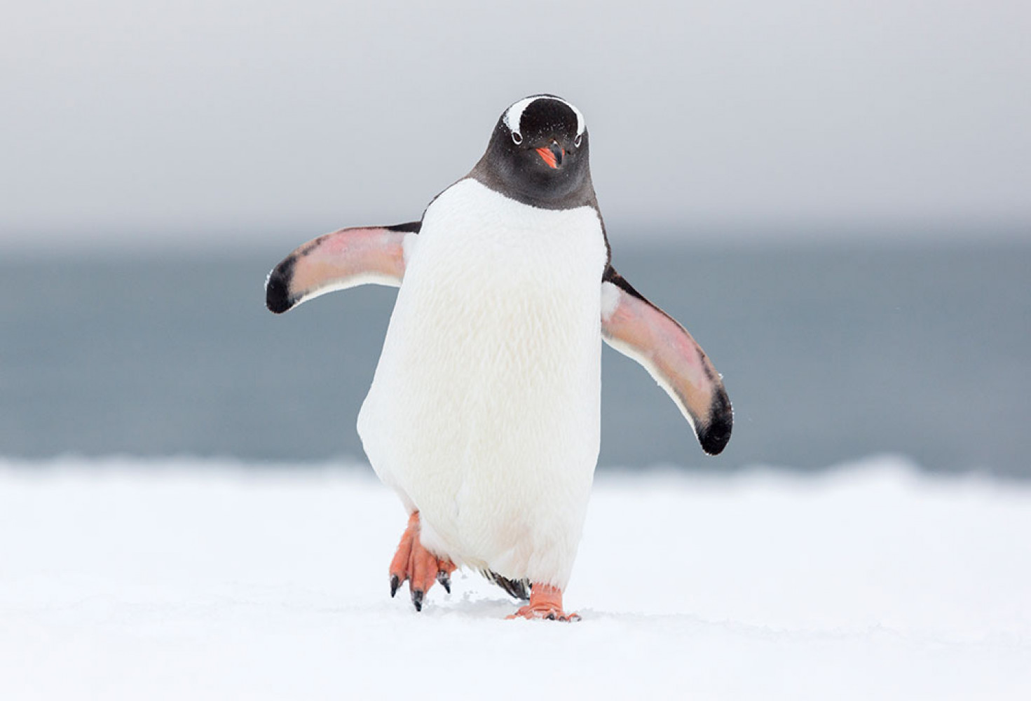 Penguenler hakkında 10 ilginç bilgi